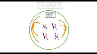 STOP MOTION MITOSIS VIDEO