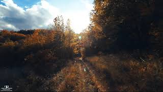 Есенна разходка в гората | Autumn walk in the woods