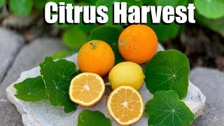 Citrus Harvest  of Oranges and Lemons, 3 Citrus Harvest Readiness Clues \u0026 Taste Test! 🍊🍋