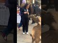 鹿に囲まれ🦌て幸せな観光客”nara parak japan