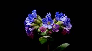 Time Plants - Pulmonaria officinalis 4K