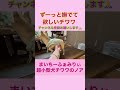 撫でてもらうのが大好きな『チワワのノア』止めるとナデナデを催促します shorts chihuahua かわいい犬