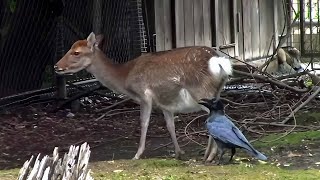 ヤクシカの毛をむしるカラス （井の頭自然文化園）Crow plucking the hair of a Deer