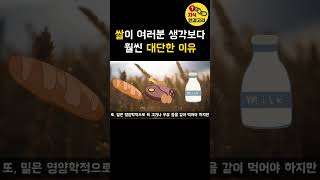 쌀과 밀의 결정적인 차이는