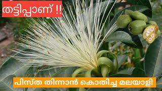 @GeorgeTheIndianFarmer പിസ്ത കൊതിച്ച മലയാളിക്ക് കിട്ടിയത് Malabar Chestnut