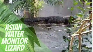 Asian water monitor Lizard (Varanus salvator)roaming around our house..