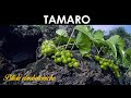 PILLOLE ETNOBOTANICHE - Tamaro, Tamus o Dioscorea communis