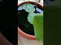 বারান্দা বাগানে পদ্ম পুকুর balcony garden