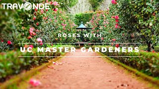 Roses with UC Master Gardeners