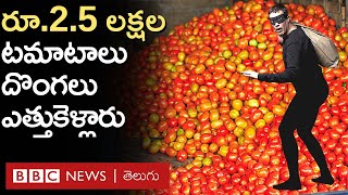 Tomato Thieves: రాత్రికి రాత్రే పొలంలో టొమాటాలు ఎత్తుకెళ్లడమే కాదు,దొంగలు మిగిలిన పంటనూ నాశనం చేశారు