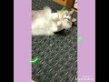 虎太郎 u0026蘭丸🐱【乱入】