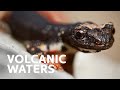 Creatures Of The Volcano