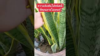 ความลับต้นไม้ชนิดนี้ที่คุณอาจไม่เคยรู้ #sansevieria #ไม้ปลูกในห้องนอน #ไม้ฟอกอากาศ #ลิ้นมังกร