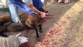 How to slaughter a lamb or goat or sheep