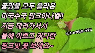 핑크아나벨 꽃대 다 올라왔어요 #오성농원 #미국수국 #오성농원아들