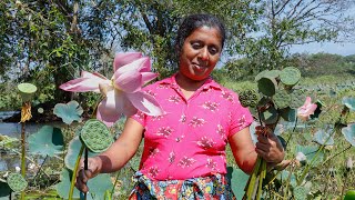 Lotus seeds Recipe 🙂These seeds can be used to make nutritious food..village kitchen recipe