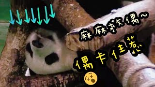 圓寶特技小熊又登場，用各種怪異姿勢把自己卡住|熊貓貓熊The Giant Panda Yuan Yuan and Yuan Bao|台北市立動物園