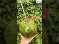 SATISFYING COCO ASMR BUKO #coco#satisfyingvideo #trending #short