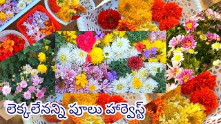 మిద్దె తోటలో లెక్కలేనన్ని పూలు తెంపుతుంటే మనసుకి ఎంతో ఆనందం పూల హార్వెస్ట్#harvest