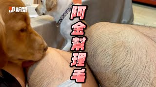 強迫症阿金看不順眼爸腳毛！伸舌頭狂舔幫變黑美腿｜寵物動物｜黃金獵犬｜精選影片