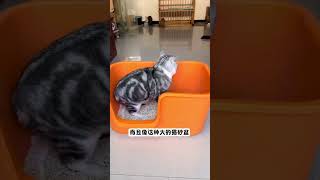 给我家猫买了个超大的猫砂盆，却被它们当成了猫窝，这可怎么办？猫砂盆 超大猫砂盆 猫砂盆推荐 萌宠好物 特大号猫砂盆