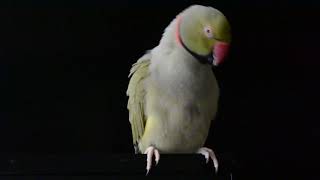 The parrot monologue Part 3 (Indian Ring necked parakeet)