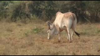 காங்கயம் அழகிகள் #kangayam beauty | Wonderful Moments