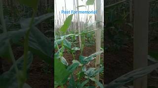 Most Amazing Bean Farming