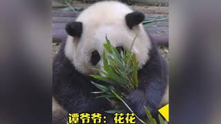 熊猫——比和花还可爱的熊猫，只有小时候的花花#花花#panda #果赖#cute #animal #huahua #funny