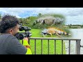 Massive iguanas Invade Millionaire’s Backyard. Hired to Remove Them!