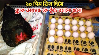 শীতে কুঁচে বসানোর সঠিক নিয়ম || শীতে কুঁচে মুরগি বসানোর বিস্তারিত || Nur Bhai?