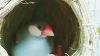 135。孵化１日目💖ポポパパシルバー文鳥餌やり