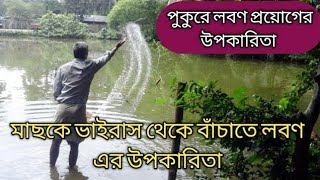 পুকুরে লবণ প্রয়োগের পদ্ধতি এবং উপকারিতা | কতদিন পর পর চুন এবং পুকুরে লবণ প্রয়োগ করবেন?