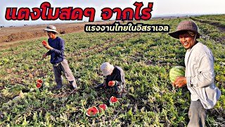 🍉ของฟรีๆ ดีกว่าทิ้ง | แรงงานไทยในอิสราเอลเก็บแตงโม