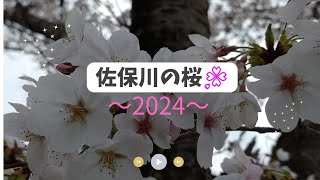 佐保川の桜２０２４