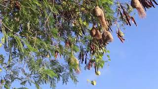 weaver bird wadu kurulla Sl history Amazing Weaver Bird Nesting Beautiful Weaver Birds වඩු කුරුල්ලා