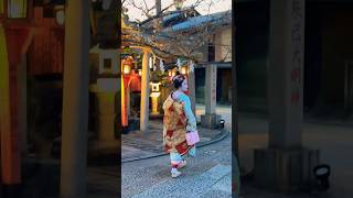 舞妓 さん祇園白川桜満開 🌸maiko #舞妓  #maiko Kyoto Gion japan 4k