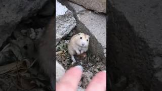 Poor hamster #animals #shorts