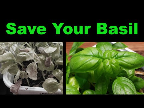 Why does my potted basil die?