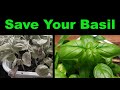 How To Rescue A Dying Basil Plant - Two Methods