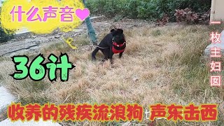 收养的残疾流浪狗居然会用36计，为了能去玩，用了一招声东击西Stray dog【一枚主妇囡】