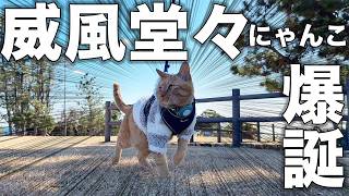 【和歌山】キャンピングカーでついに本州最南端到達！絶景を堪能する愛猫が可愛すぎた【車中泊】