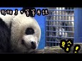 圓寶守在網格看圓仔，圓仔說：等偶睡醒再說|熊貓貓熊The Giant Panda Yuan Yuan and Yuan Bao|台北市立動物園