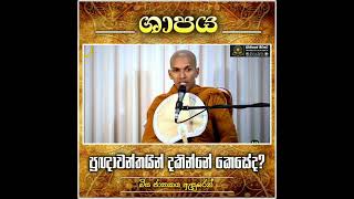 ප්‍රඥාවන්තයින්ගේ ශාපය // kirulapana dammavijaya thero