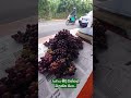 grapes state in jaffna jaffnaමිදි මිදි යාපනේ මිදි කියන තරම් රසද