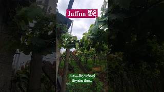 Grapes State in Jaffna #jaffnaමිදි #මිදි | යාපනේ මිදි කියන තරම් රසද?