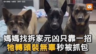 媽媽找拆家元凶只靠一招 牠轉頭裝無辜秒被抓包｜寵物｜狗狗｜拆家｜心虛｜可愛