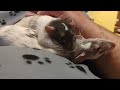 jealous pet rat