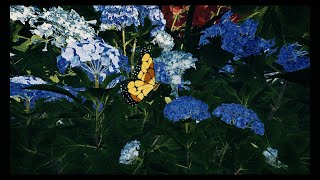 Houdini Procedural Butterfly