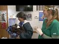 What's Moo with Ewe (Full Episode)  The Incredible Dr. Pol